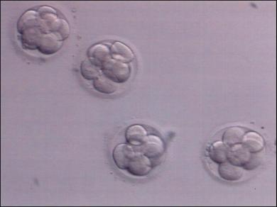 embryo donation in India