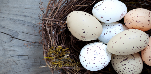 Choose Egg Donor India