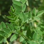 infertility treatment food