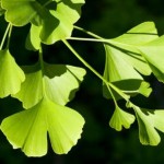 infertility treatment foods