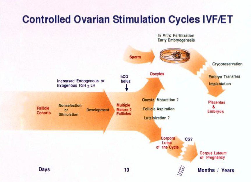 ivf cycle