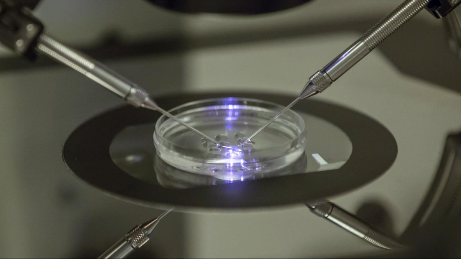 ivf treatment india