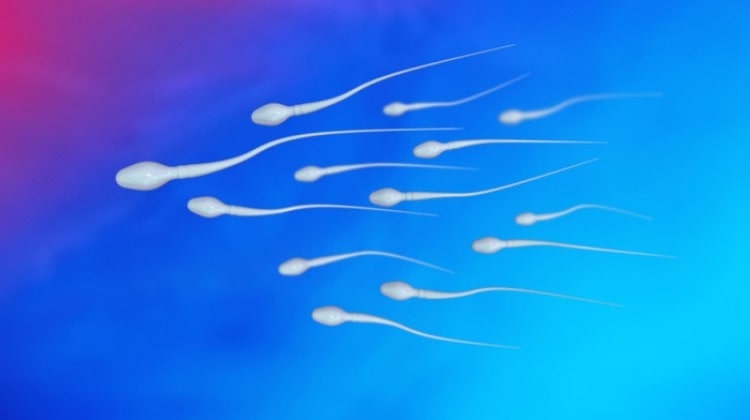 sperm count