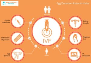 Egg Donation Rules In India