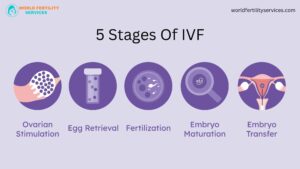5 Stages Of IVF