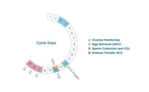 Natural IVF Cycle Success Rate
