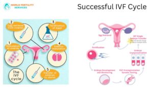 Successful IVF Cycle