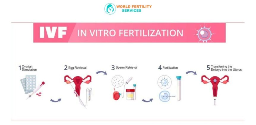 5 Stages Of IVF