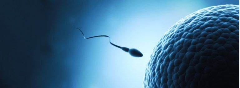 Donor Egg And Husband Sperm