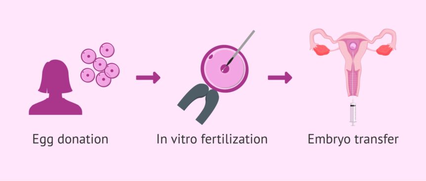 Egg Donor Selection Criteria