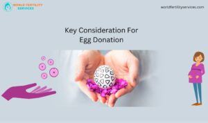 Egg Donation