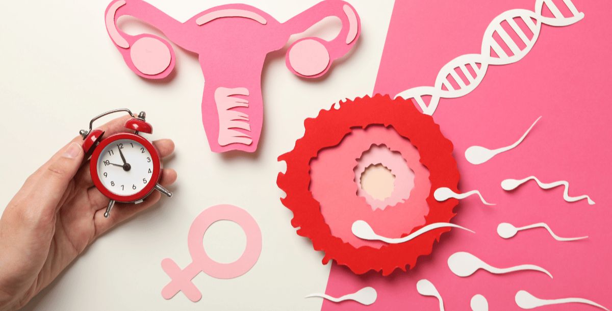 Perimenopause And IVF With Donor Egg