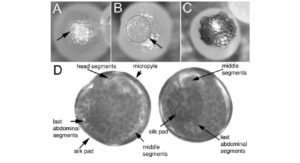 Signs Of Poor Egg Quality