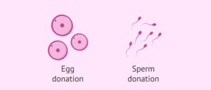 Egg & Sperm Donor Services In Iran
