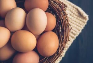 Food Impact Egg Quality