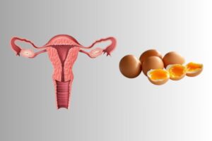 Ovarian Health And Egg Quality