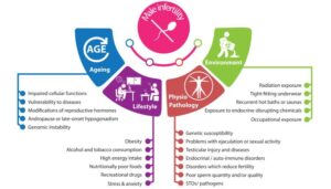 Male Infertility In Srinagar